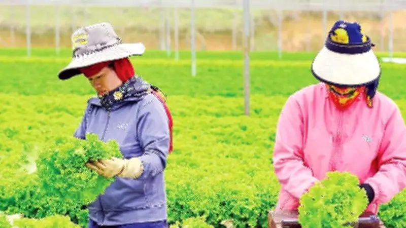 Mô hình liên kết sản xuất nông nghiệp tại Lâm Đồng giúp nông dân thoát nghèo và ổn định thu nhập