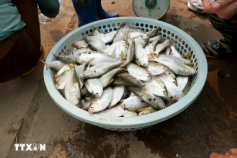 Mùa cá mòi Hưng Yên rộn ràng: Đặc sản sông Hồng và những thách thức của ngư dân