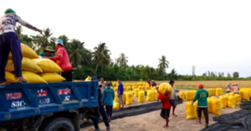 Mùa Gặt Miền Tây: Nhọc Nhằn Và Rộn Ràng Trong Công Việc Vác Lúa