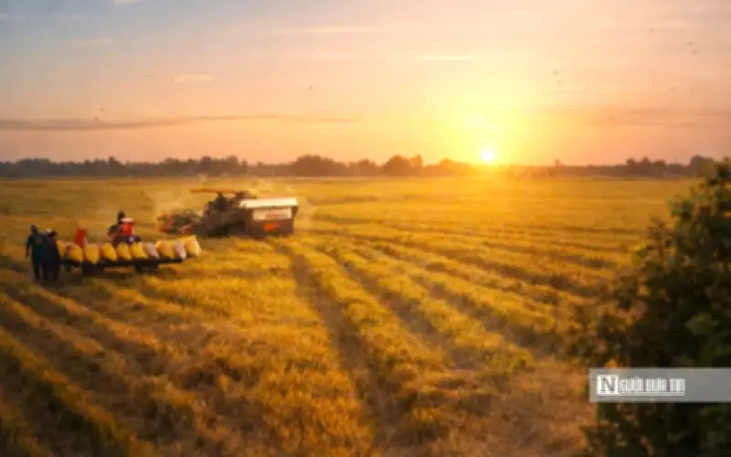 Mùa Gặt Vàng Rực Rỡ Trên Cánh Đồng Đồng Tháp Mười, Tây Ninh