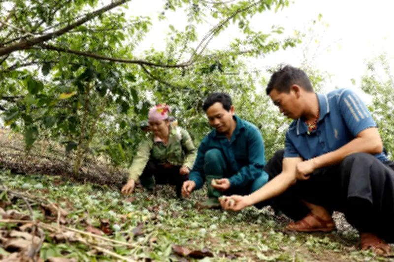 Mưa đá gây thiệt hại nặng nề đến sản xuất nông nghiệp tại Sơn La