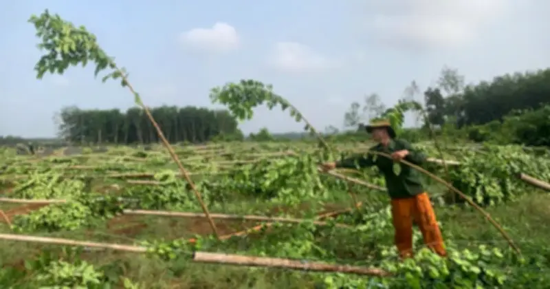 Mưa lớn kèm lốc xoáy làm gãy đổ 2.800 trụ tiêu tại Đồng Nai