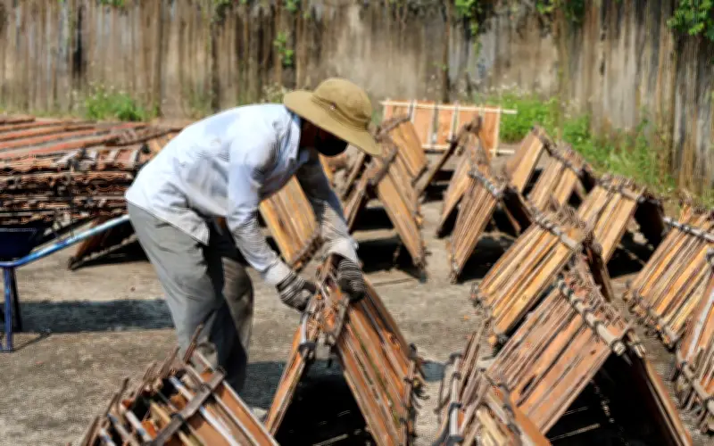 Mùa Quế Trà Bồng Bội Thu: Người Dân Quảng Ngãi Hưởng Lợi Từ Cây Đặc Sản