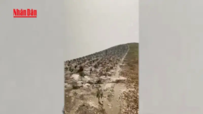 Mưa đá rơi trắng xóa tại Sơn La, nhiều khu vực bị ảnh hưởng nặng