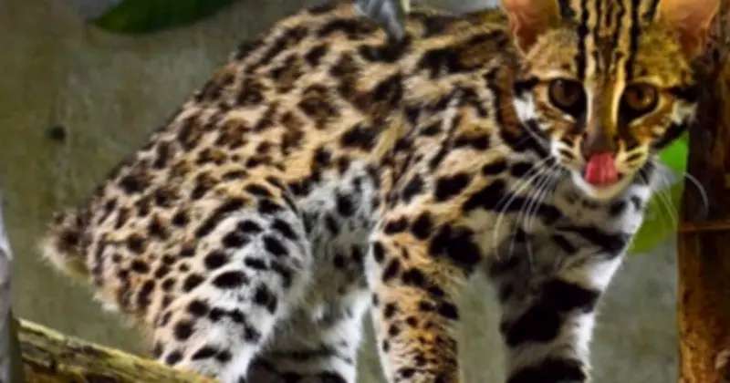 Mèo Rừng Echo Mất Đuôi: Bài Học Xót Xa Về Nuôi Nhốt Động Vật Hoang Dã