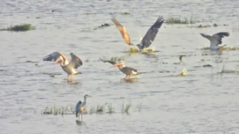 Đàn Bồ Nông Chân Xám Tái Xuất Ở Tràm Chim Sau 6 Năm Vắng Bóng