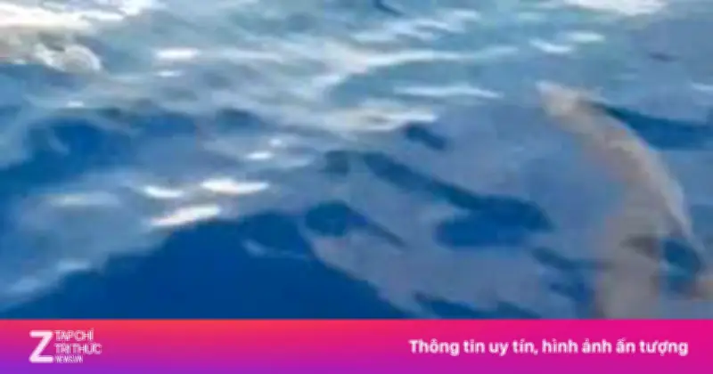 Đàn cá heo tung mình nhảy múa trên biển xanh ở Gia Lai