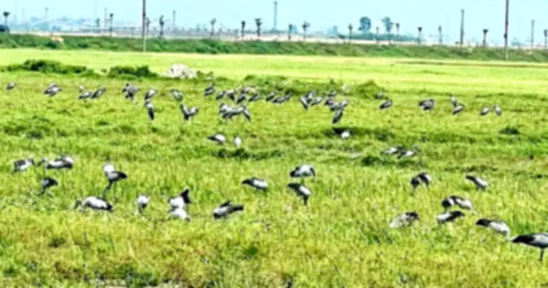 Đàn cò nhạn quý hiếm xuất hiện tại Hà Tĩnh, người dân thích thú