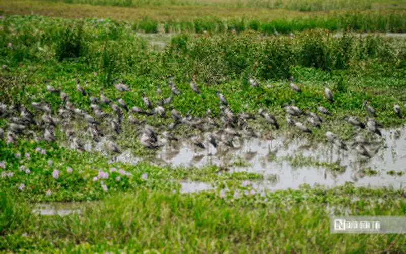 Đàn cò nhạn quý hiếm xuất hiện tại Đắk Lắk, báo hiệu môi trường sinh thái thuận lợi