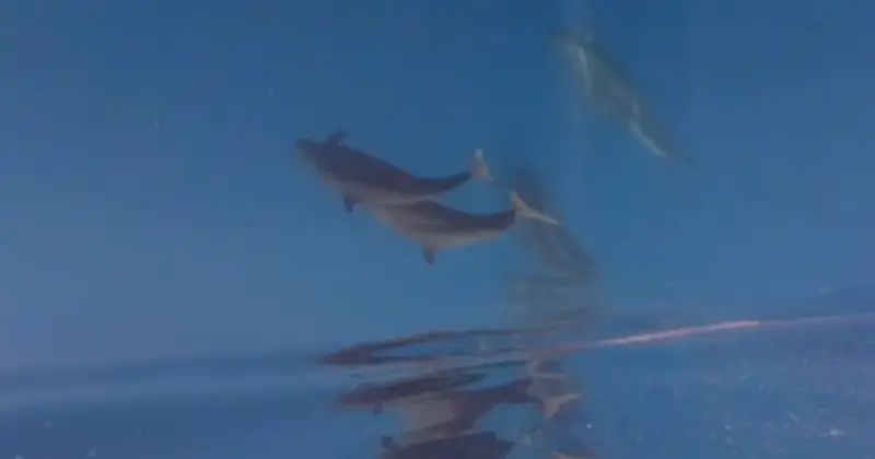 Đàn Cá Voi Hàng Chục Con Xuất Hiện Hiếm Thấy Gần Đảo Phú Quý, Lâm Đồng