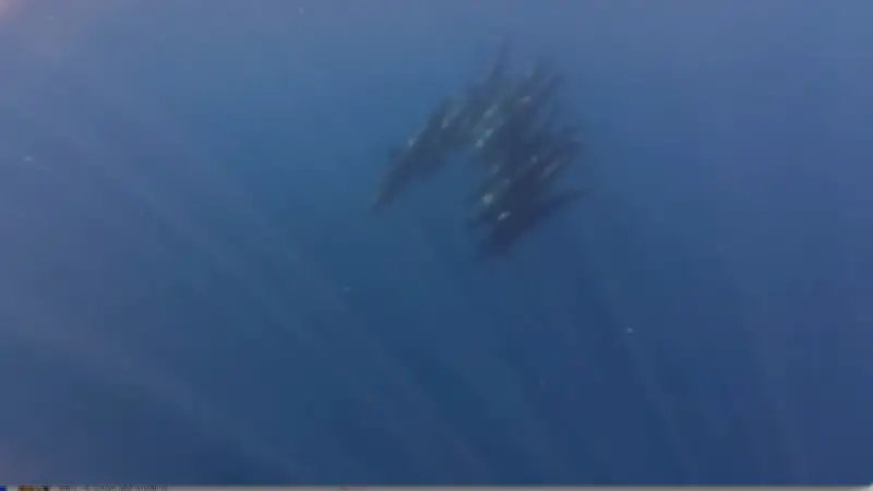 Đàn cá voi khổng lồ xuất hiện hiếm gặp ở biển Phú Quý, báo hiệu môi trường trong lành