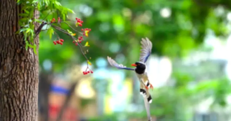 Đàn chim giẻ cùi mỏ đỏ làm tổ giữa lòng Hà Nội, thu hút hàng chục tay máy săn ảnh