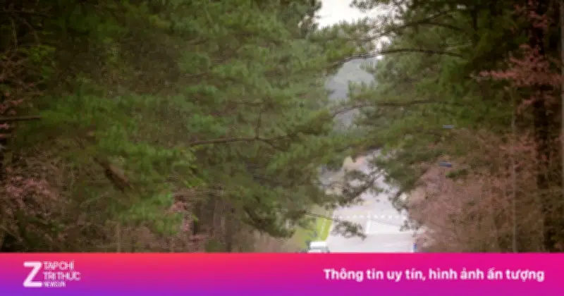 Nữ Du Khách Pháp Gãy Chân Khi Đi Xe Máy Ở Măng Đen, Quảng Ngãi