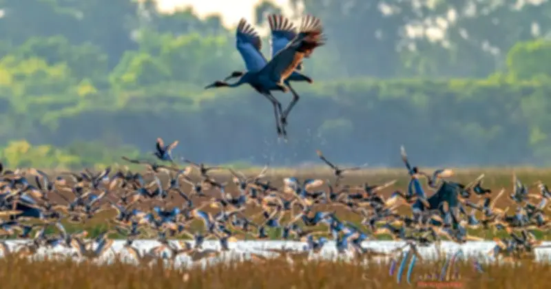 Nữ Nhiếp Ảnh Gia U.70 'Săn' Ảnh Sếu Đầu Đỏ Tuyệt Đẹp Tại Biên Giới Campuchia