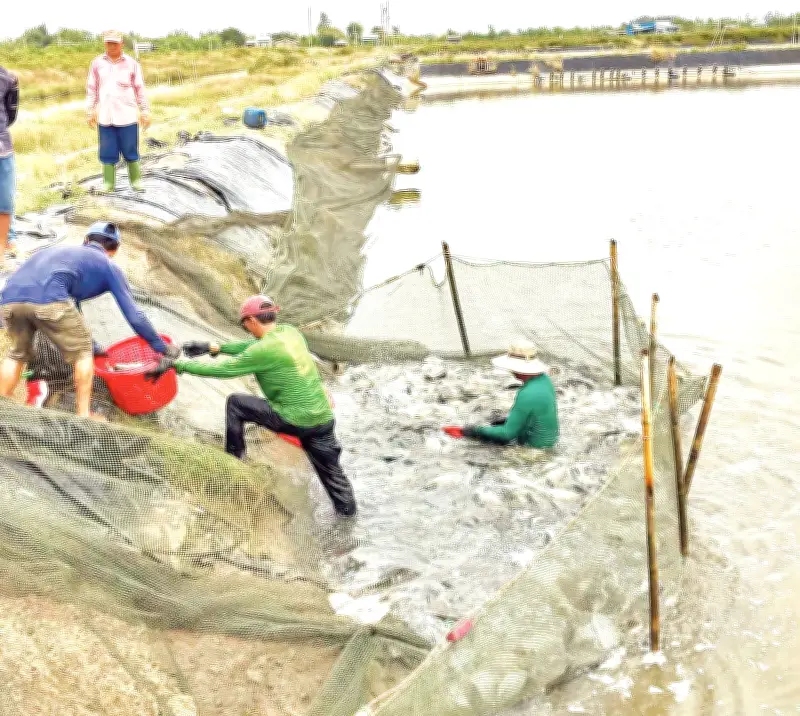 Đồng bằng sông Cửu Long đa dạng hóa nuôi cá rô phi để giảm rủi ro và tăng xuất khẩu