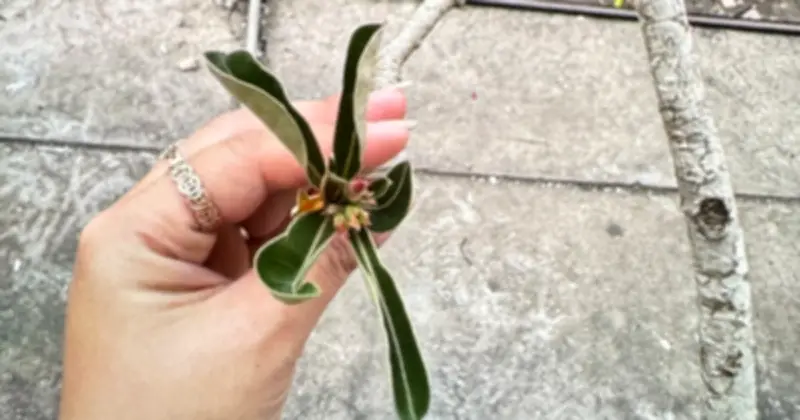 Ngộ độc mủ hoa sứ ở trẻ em: Nguy cơ tiềm ẩn trong vườn nhà