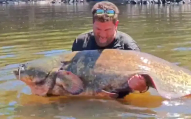 Ngư dân Bồ Đào Nha bắt được cá trê Wels khổng lồ nặng 102 kg, phá kỷ lục