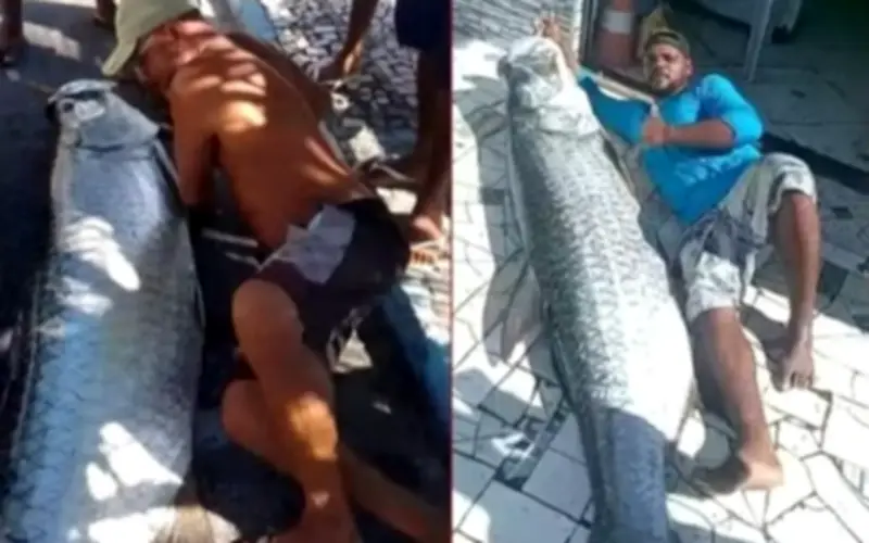 Ngư dân Brazil bắt được cá camurupim nặng 120kg