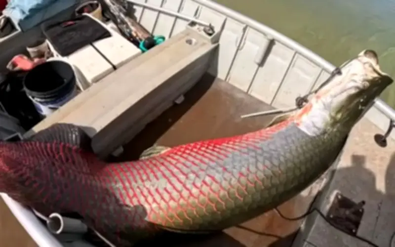 Ngư dân Brazil bắt được cá Pirarucu khổng lồ 160kg sau cuộc chiến 45 phút