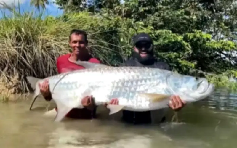 Ngư dân Brazil phá kỷ lục quốc gia với cá tarpon khổng lồ dài 1,89 mét