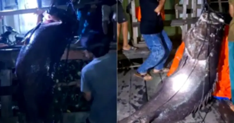 Ngư dân bắt được cá mù không lồ nặng hơn 100kg trên biển