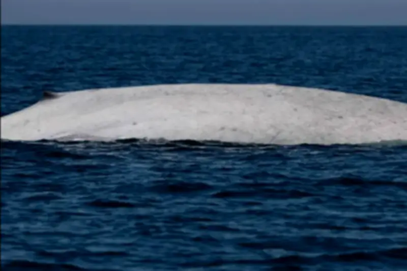 Ngư dân bất ngờ gặp sinh vật trắng toát giữa biển, chuyên gia xác nhận tỷ lệ cực hiếm