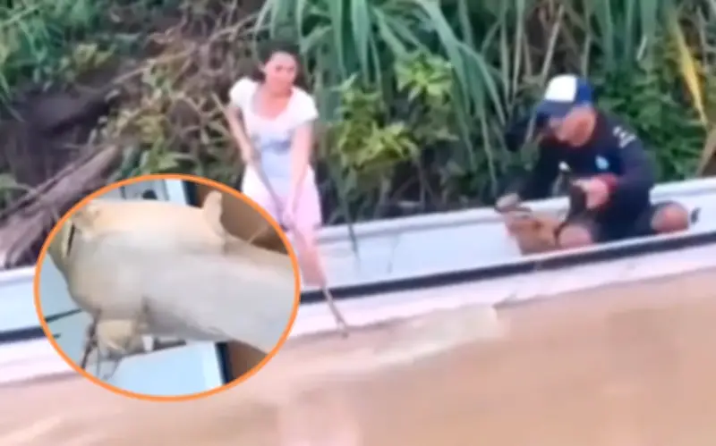 Ngư dân Colombia bắt được cá trê vàng khổng lồ nặng hơn 100 kg trên sông Caquetá