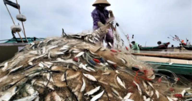 Ngư dân Hà Tĩnh 'hốt bạc' nhờ luồng cá trích dày đặc sát bờ biển