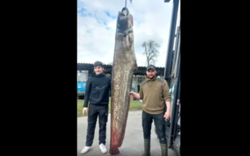 Ngư dân Áo bắt được cá trê khổng lồ 109 kg, dài 2,6 mét ở hồ Constance