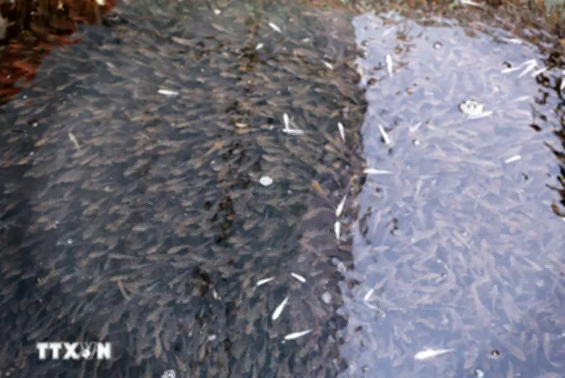 Ngư dân Phú Thọ thu hoạch hàng nghìn cá bống trên lòng hồ sông Đà