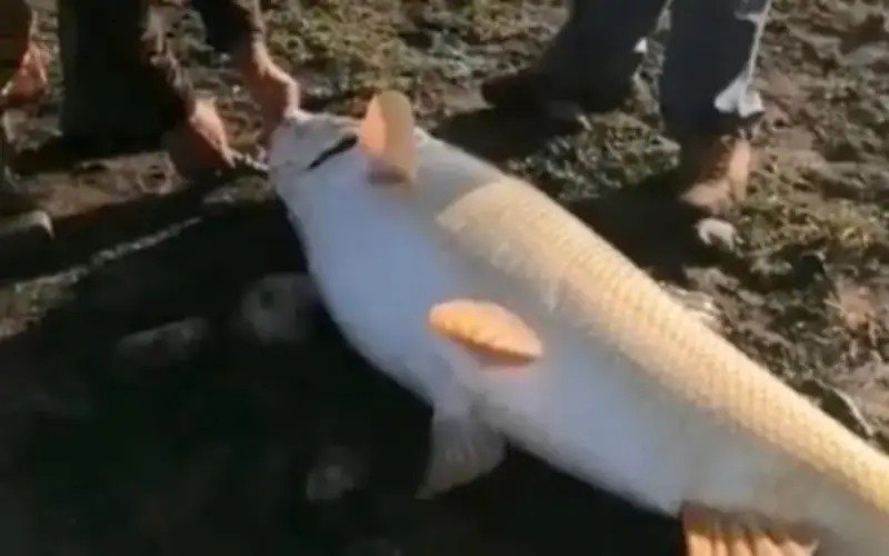 Ngư dân Thổ Nhĩ Kỳ bắt được cá măng khổng lồ 65kg trước khi mùa câu kết thúc