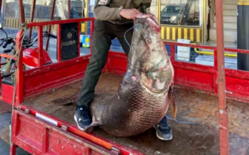 Ngư dân Thổ Nhĩ Kỳ bắt được cá măng khổng lồ nặng 100 kg trên sông Euphrates