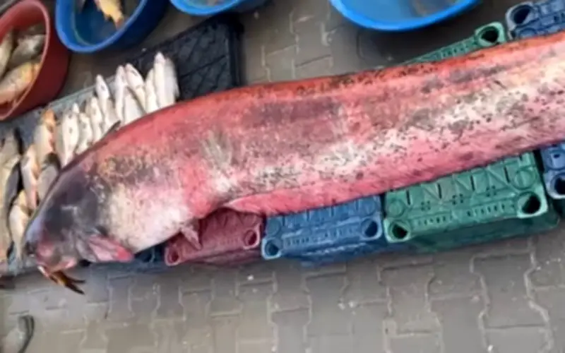 Ngư dân Thổ Nhĩ Kỳ bắt được cá trê khổng lồ dài 2,5 mét, nặng 150 kg