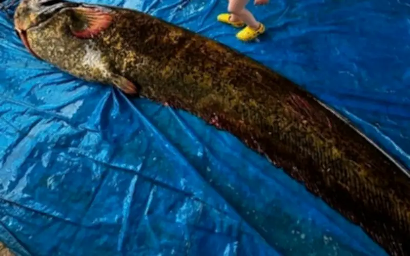 Ngư dân Thổ Nhĩ Kỳ bắt được cá trê khổng lồ nặng 114 kg tại hồ Demirköprü