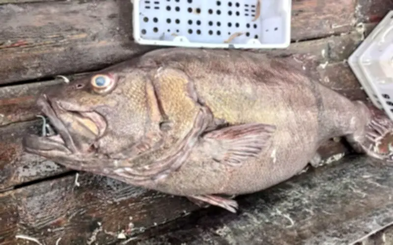 Ngư dân Trung Quốc bắt được cá mú khổng lồ nặng 215 kg ở biển Đông