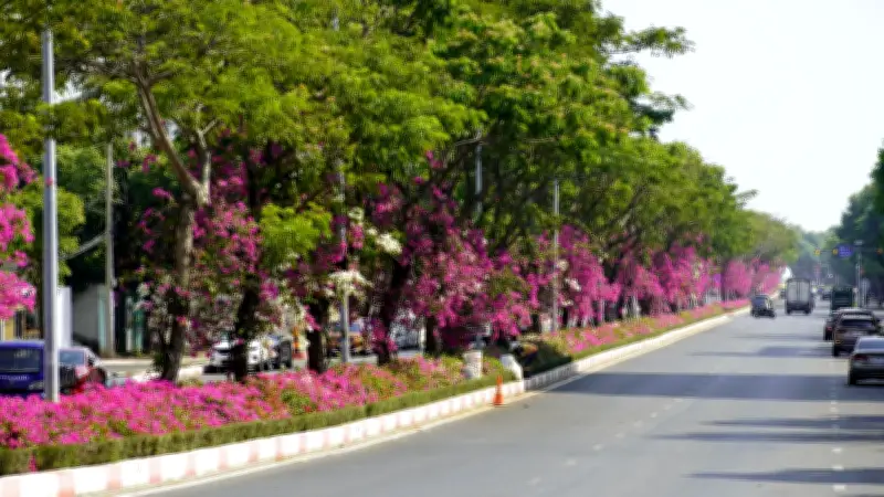 Đường Hoa Giấy Đỏ Rực Dưới Tán Me Xanh - Nét Đặc Trưng Của Phố Biển Vũng Tàu