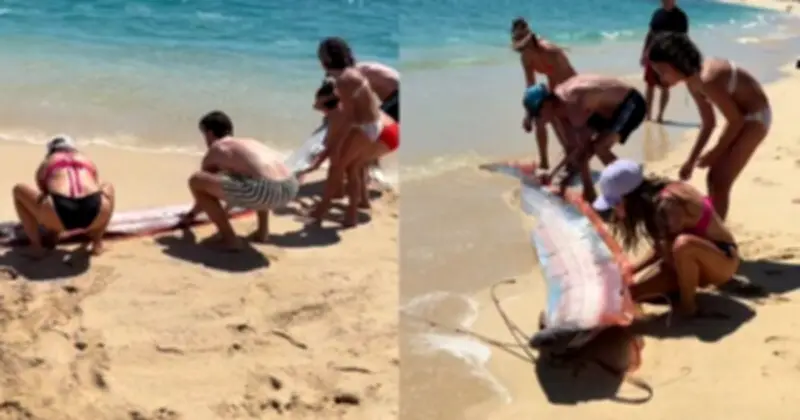 Đăng Đảo Biển: Người Dân Phát Hiện Cảnh Tượng Bí Ẩn Áp Đến Bất Ngờ