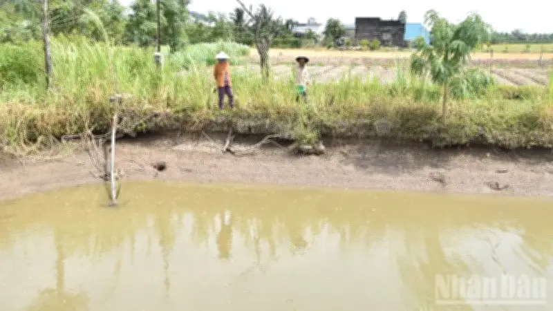 Đồng Tháp Chủ Động Ứng Phó Hạn Mặn: Người Dân Tích Trữ Nước, Chính Quyền Triển Khai Giải Pháp