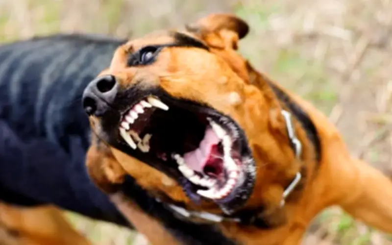 Đồng Tháp ghi nhận ca tử vong do bệnh dại từ chó nuôi đã tiêm phòng