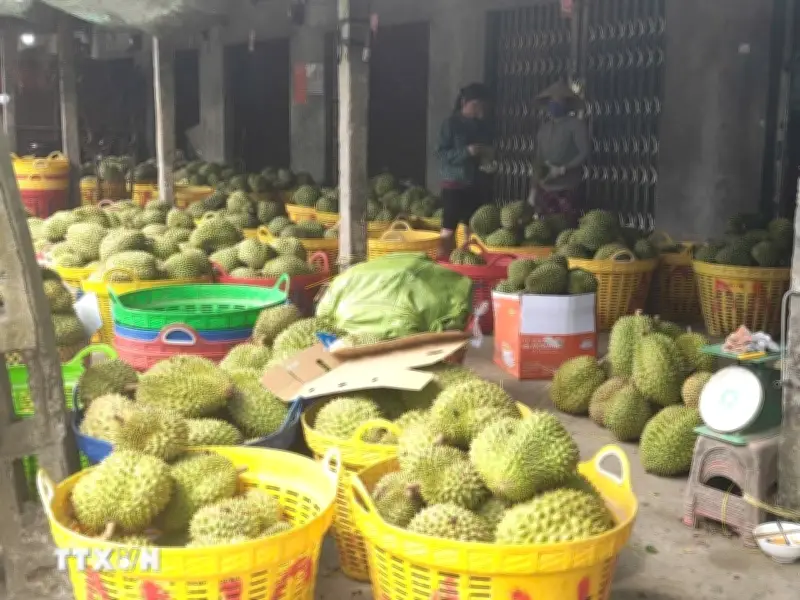 Đồng Tháp: Giá sầu riêng giảm mạnh, nhà vườn và thương lái gặp khó