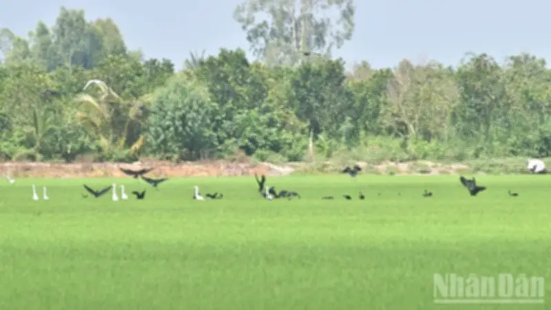 Đồng Tháp: Hàng nghìn chim quý hiếm, trong đó có quắm đen, đổ về cánh đồng lúa