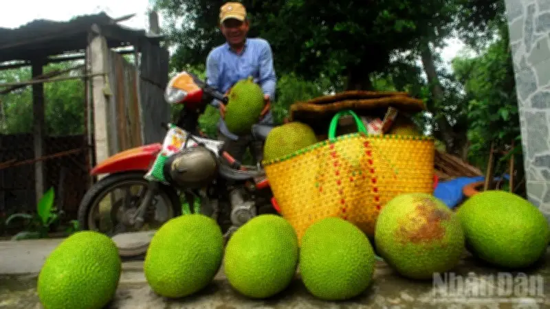 Đồng Tháp đối mặt thách thức xuất khẩu sầu riêng, mít do thiếu kiểm nghiệm và liên kết lỏng lẻo