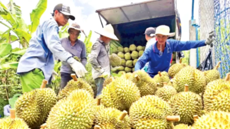 Đồng Tháp: Nông dân chịu cảnh 'bẻ lái' từ thương lái, đòi hỏi tái cấu trúc chuỗi giá trị