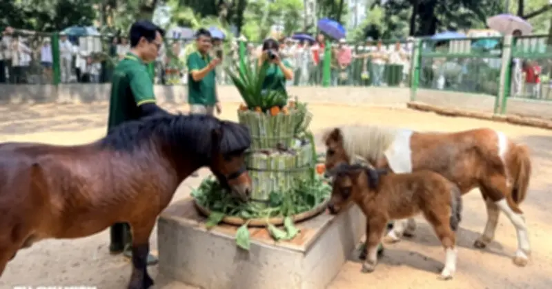 Ngựa lùn Ca Cao quậy tưng trong tiệc đầy tháng tại Thảo Cầm Viên Sài Gòn
