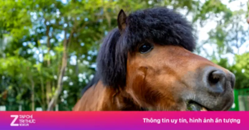 Ngựa lùn Cacao - 'Em bé quốc dân' mới chào đời gây sốt tại Thảo Cầm Viên Sài Gòn