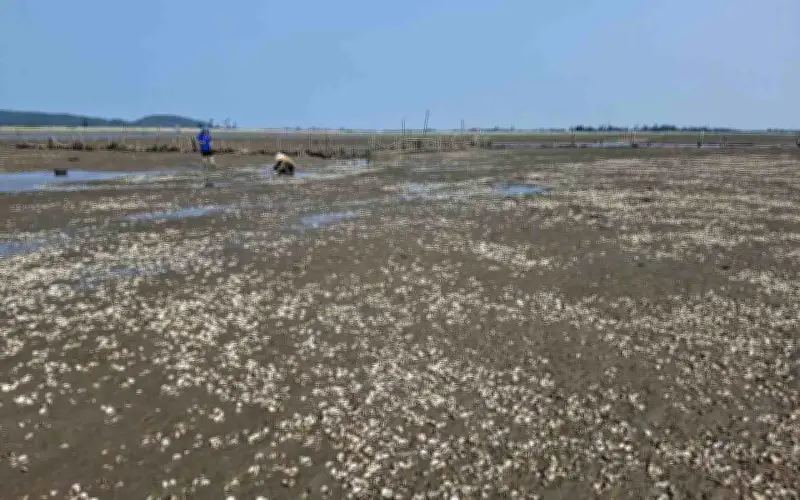 Ngao chết hàng loạt ở Hà Tĩnh, thiệt hại gần 3 tỷ đồng