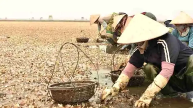 Ngao chết hàng loạt tại Quảng Ninh: Nguyên nhân do ký sinh trùng nguy hiểm và thời tiết bất lợi