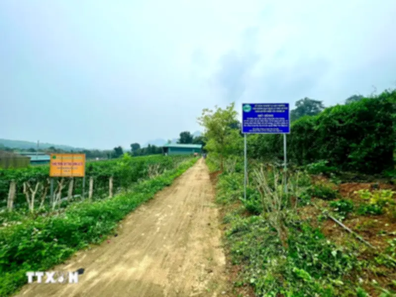 Nghệ An Khai Thác Dược Liệu Bản Địa, Hướng Tới Ngành Kinh Tế Xanh Bền Vững