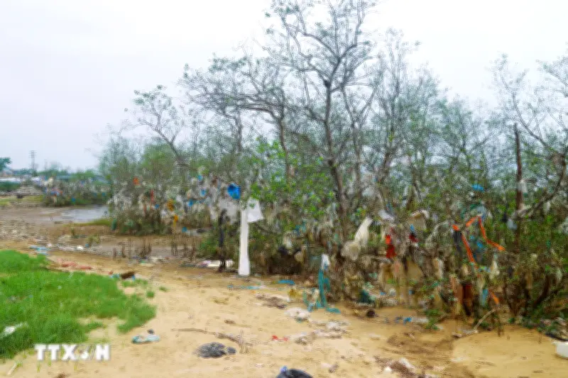 Nghệ An thu gom rác ở khu vực rừng ngập mặn ven sông Lam sau phản ánh của TTXVN