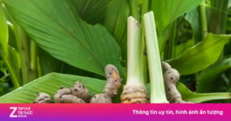 Nghệ - Cây thuốc quý dễ trồng, lợi ích sức khỏe vượt trội không ngờ